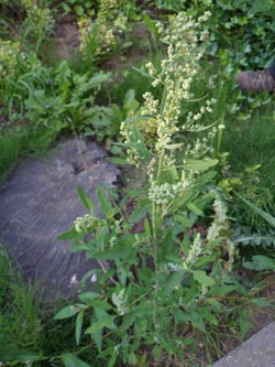 Chenopodium_ficifolium_Bochum_Hoentrop_230714_PG01.jpg