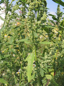 Chenopodium_ficifolium_DO-Derne_ZecheGneisenau_130816_TK135.jpg