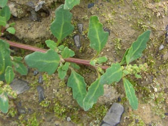 Chenopodium_glaucum_DOHoerdePhoenixsee210712_TK03.jpg