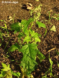 Chenopodium_hybridum_MagdeburgHbf_ElbeEx2008_ja01.jpg