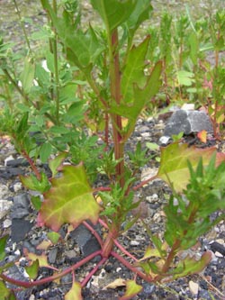 Chenopodium_rubrum_DOHoerdePhoenixsee210712_TK04.jpg