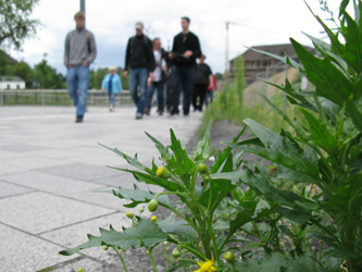 Chenopodium_rubrum_DOPhoenixsee210712_ja02.jpg