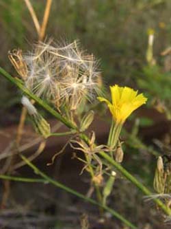 Chondrilla_juncea_MagdeburgHbf_ElbeEx2008_ja01.jpg