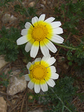 Chrysanthemum_coronarium_discolor_SantaPonsaArchaeolPark_Mallorca2008_ja01.jpg