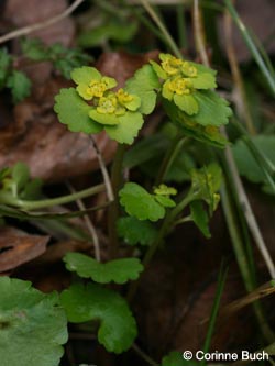 Chrysosplenium_alternifolium_Warstein210412_CB01.jpg