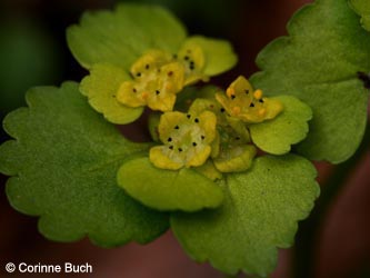 Chrysosplenium_alternifolium_Warstein210412_CB02.jpg