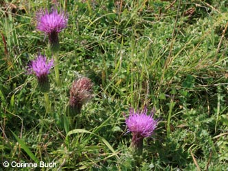 Cirsium_acaule_Poeppelsche_IMG_9790_CB.jpg