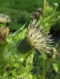 Cirsium_oleraceum_LueneburgerHeide_ElbeEx2008_ja03.jpg