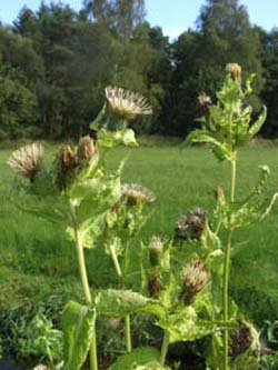 Cirsium_oleraceum_LueneburgerHeide_ElbeEx2008_ja05.jpg