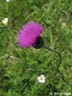 Cirsium_tuberosum_SWD2009_ja01.jpg