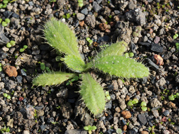 Cirsium_vulgare_161017_CB02.jpg