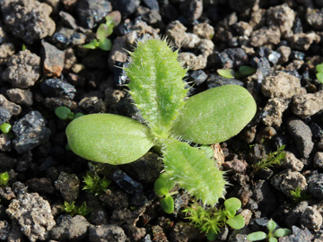 Cirsium_vulgare_161017_CB03.jpg