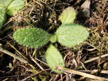 Cirsium_vulgare_270917_CB01.jpg