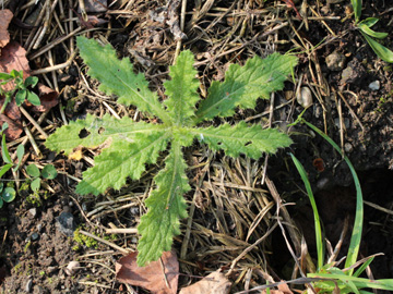 Cirsium_vulgare_270917_CB02.jpg