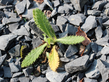 Cirsium_vulgare_270917_CB03.jpg