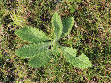 Cirsium_vulgare_270917_CB04.jpg