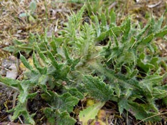 Cirsium_vulgare_BODahlhausen010510_ho01.jpg