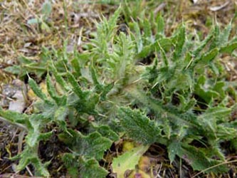 Cirsium_vulgare_BODahlhausen010510_ho01.jpg