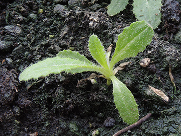 Cirsium_vulgare_BOEhrenfeld_300318_ja01.jpg