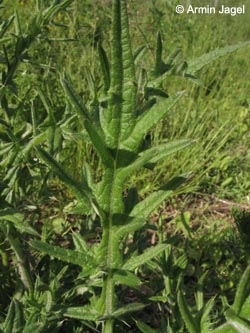 Cirsium_vulgare_BOKalwes030613_ja02.jpg