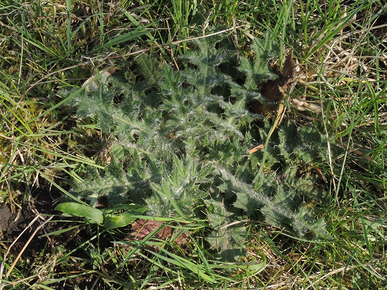 Cirsium_vulgare_BOQuerenburg_BUNDObstwiese_070419_ja01.jpg