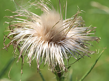 Cirsium_vulgare_BOQuerenburg_BUNDObstwiese_250718_ja01.jpg