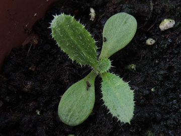 Cirsium_vulgare_Keiming_251117_ja02.jpg