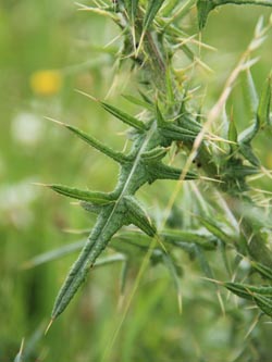 Cirsium_vulgare_Ostfriesland_170714_CB01.jpg