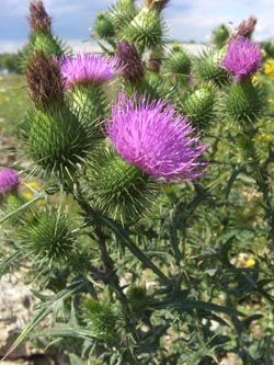 Cirsium_vulgare_Stadthafen_Essen_070811_TK47.jpg