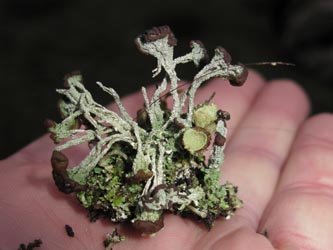 Cladonia_cariosa_BO-RUB-Kryptogamen_140112_CB17.jpg