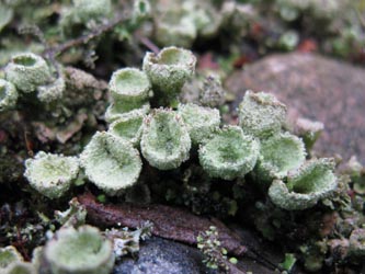 Cladonia_chlorophaea_BORUB250114_ja01.jpg
