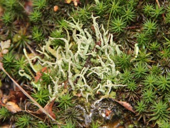 Cladonia_subulata_BORUB250114_CB01.jpg