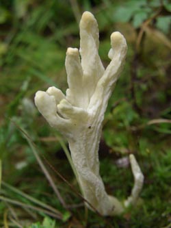 Clavulina_rugosa_251009_TK01.jpg