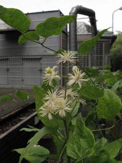 Clematis_vitalba_BOInnenstadt170710_ja02.jpg