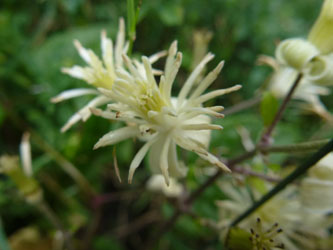 Clematis_vitalba_HATHenrichshuette130915_ho03.jpg