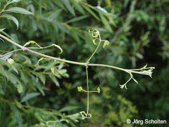 Clematis_vitalba_KMerkenichRhein_JScholten01.jpg