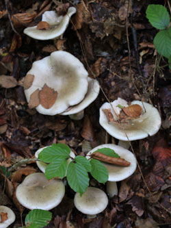 Clitocybe_nebularis_BOMailand_111015_Pilze_CB01.jpg