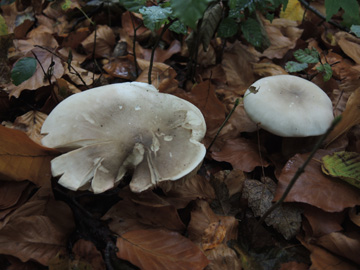 Clitocybe_nebularis_BO_Koenigsbuescher_Waeldchen_Pilze_ja03.jpg