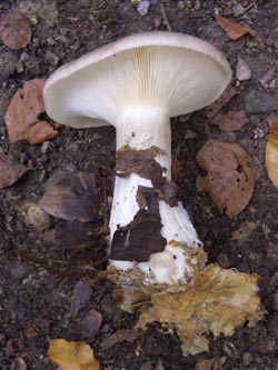 Clitocybe_nebularis_Kalwes_251009_TK01.jpg