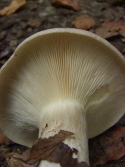 Clitocybe_nebularis_Kalwes_251009_TK03.jpg