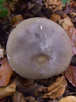 Clitocybe_nebularis_Kalwes_251009_TK04.jpg