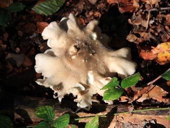 Clitocybe_nebularis_WeitmarerHolz_121014_CB11.jpg