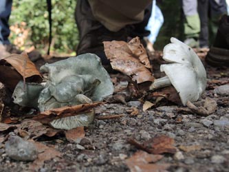 Clitocybe_odora_Anistrichterling_BOWeitmarerHolz_121014_ja01.jpg