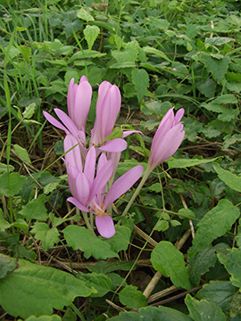 Colchicum_autumnale_MagdeburgHbf_ElbeEx2008_ja01.jpg