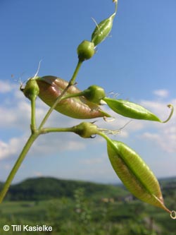 Colutea_arborescens_SWD2009_TK137.jpg