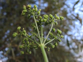 Conium_maculatum_DURheinhausen_130914_ja03.jpg