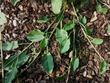 Convolvulus_arvensis_060817_ja01.jpg