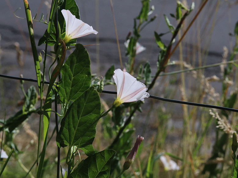 Convolvulus_arvensis_BOQuerenburg_BUNDObstwiese_290619_ja02.jpg