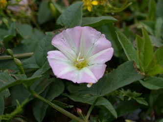 Convolvulus_arvensis_ja06.jpg