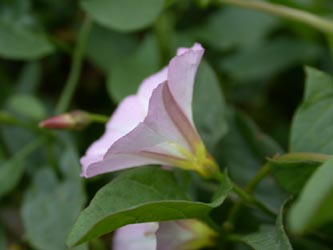 Convolvulus_arvensis_ja07.jpg